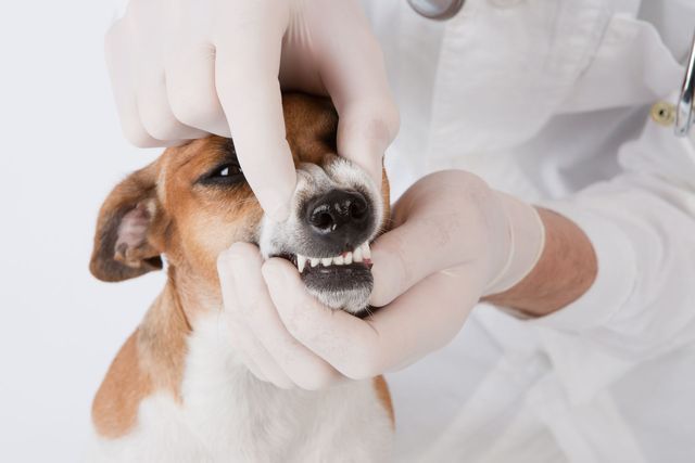 Dentistry — Johnson City, NY — Johnson City Veterinary Hospital