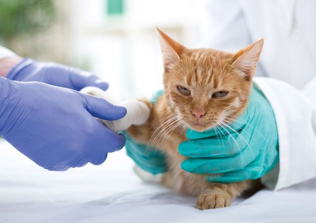 Cat — Johnson City, NY — Johnson City Veterinary Hospital