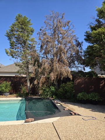 Backyard pool with a dead tree beside a patio and brick wall under a clear blue sky