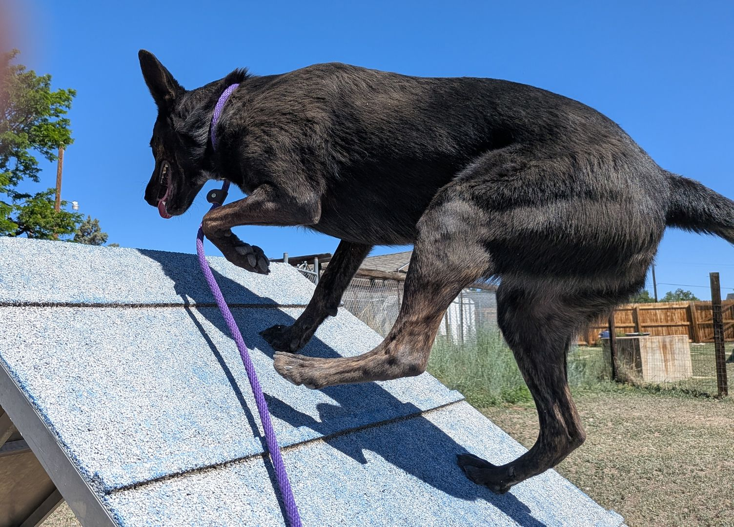 Dogs and Cats - Pet daycare in Lakewood, CO