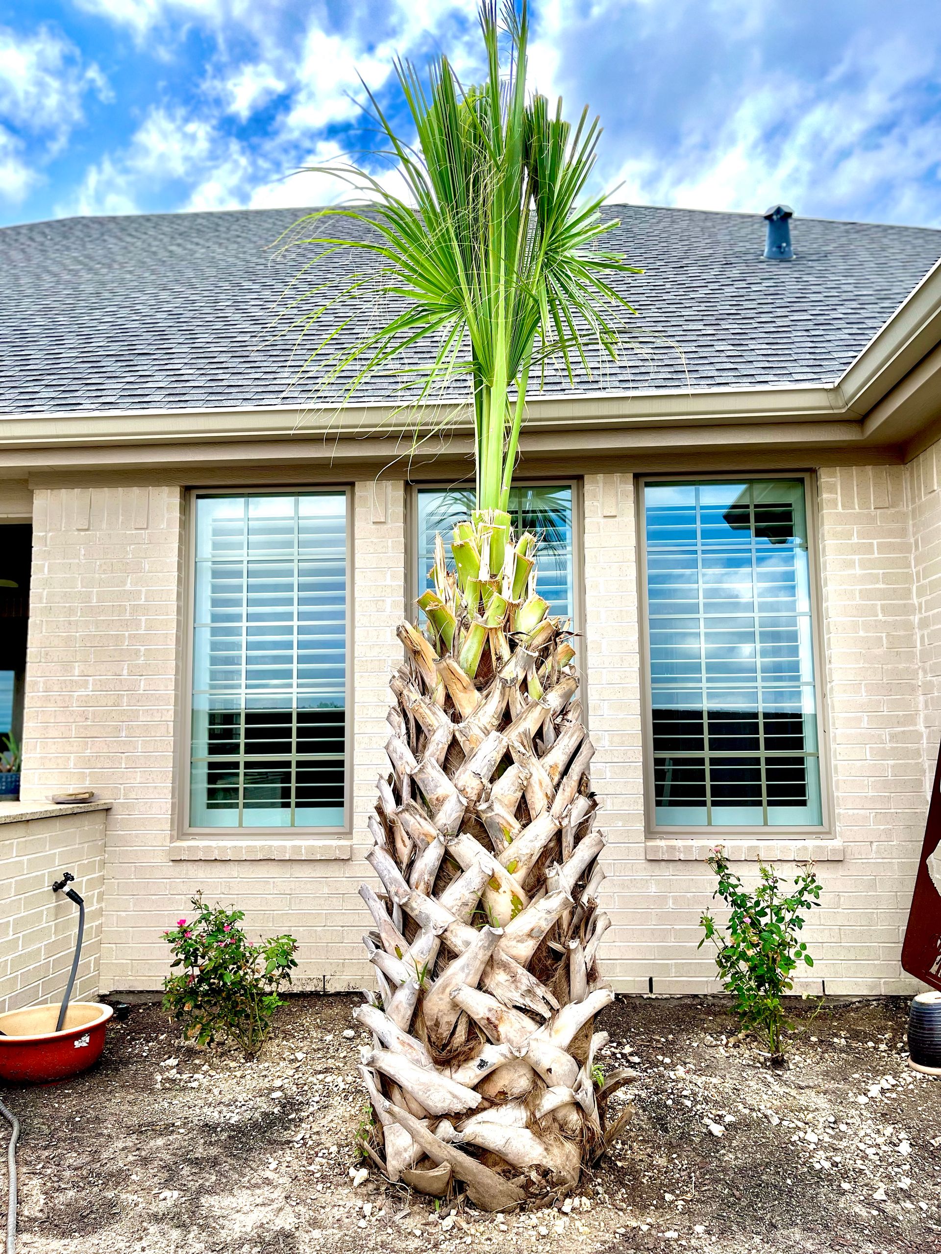 Palm tree trunk in front of a brick house, with green fronds sprouting from the top.