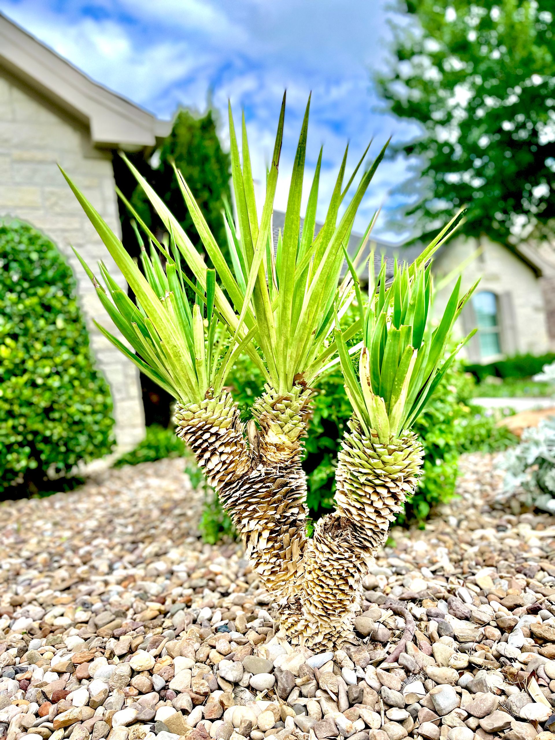 Young palm tree with multiple trunks in a bed of gravel, in front of a house, sunny day.