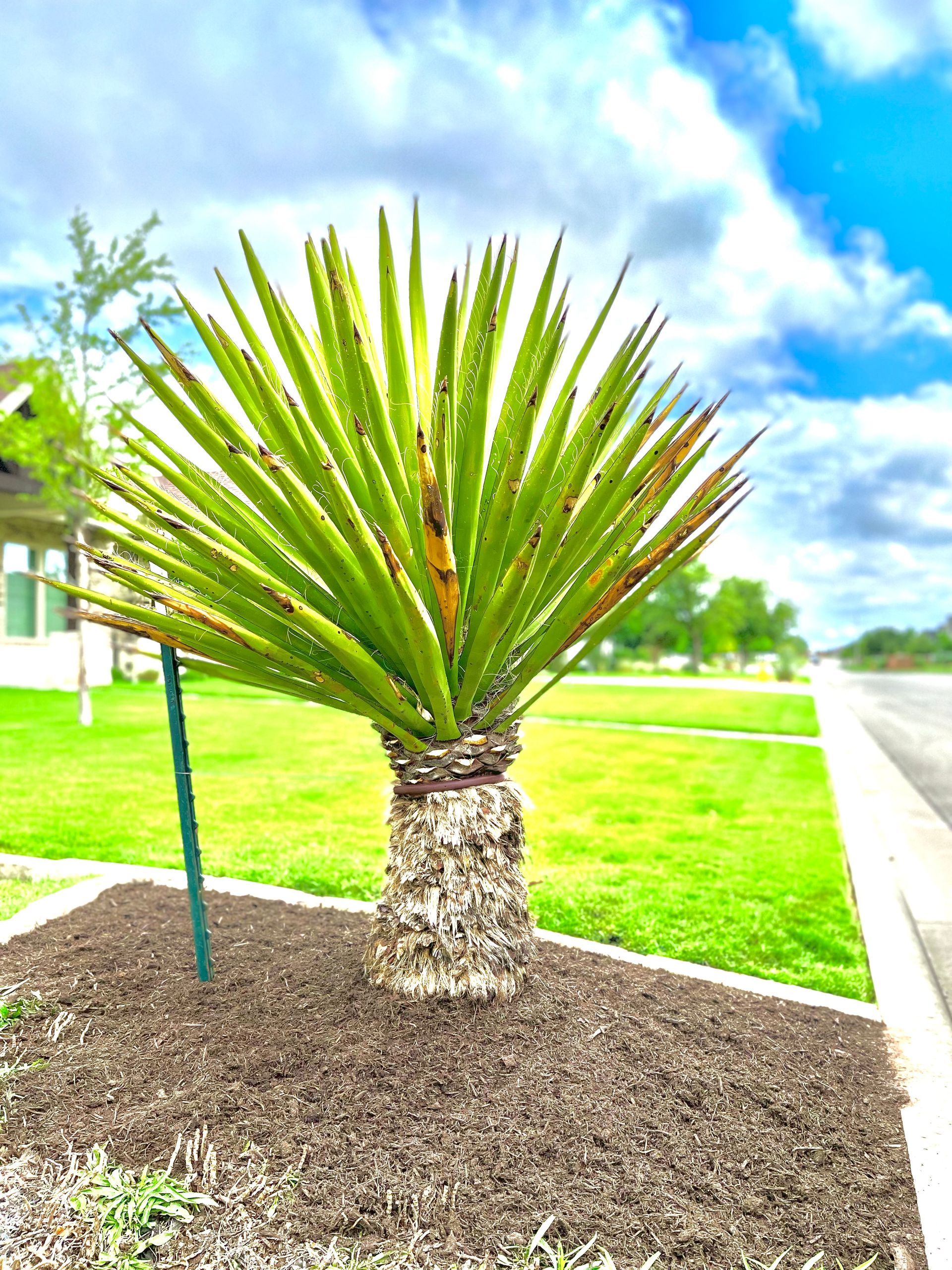 Yucca plant with spiky green leaves in a mulched bed, next to a green lawn and a road.