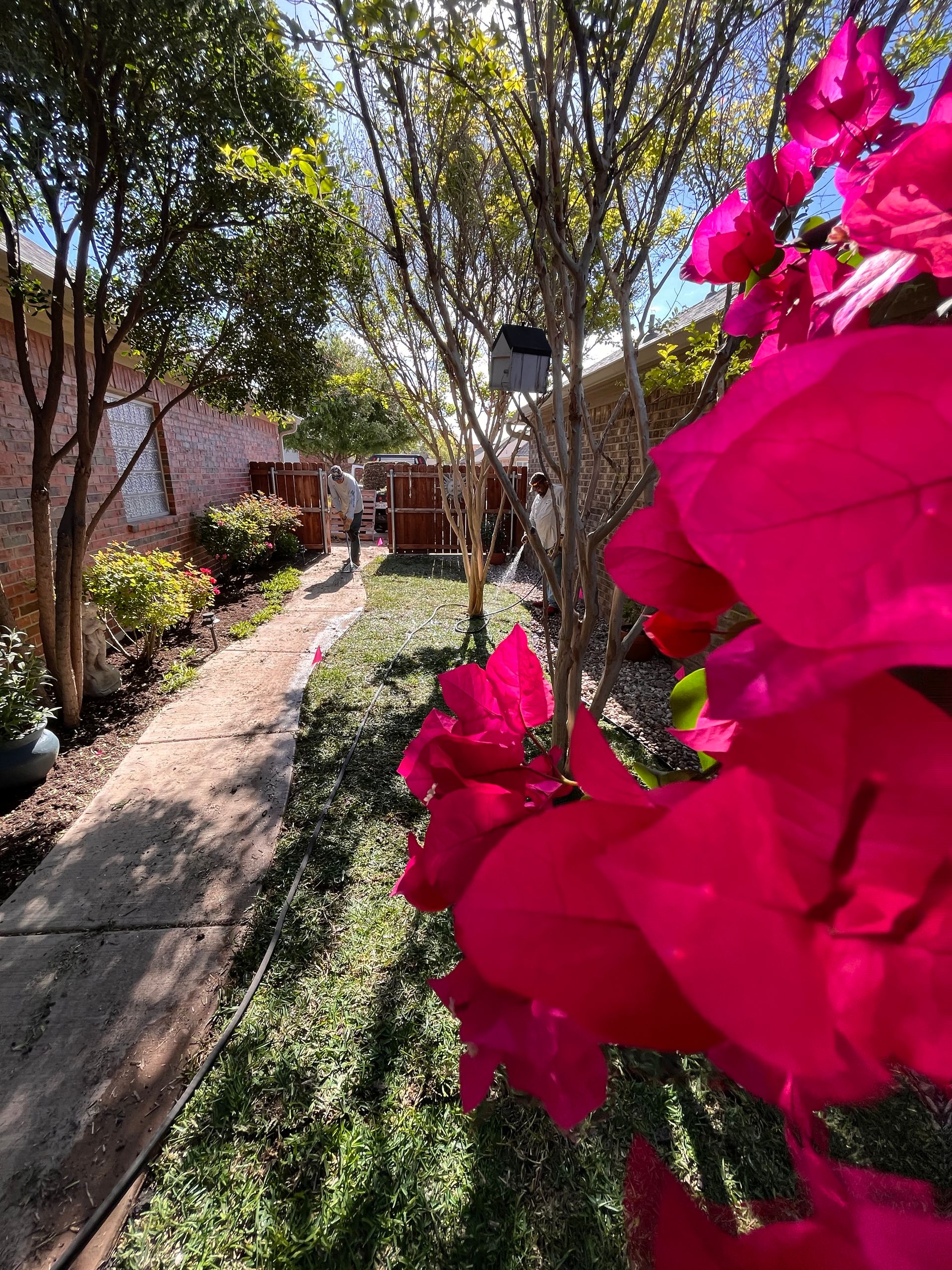 Bright pink bougainvillea blooms in a sunny garden with a brick pathway.