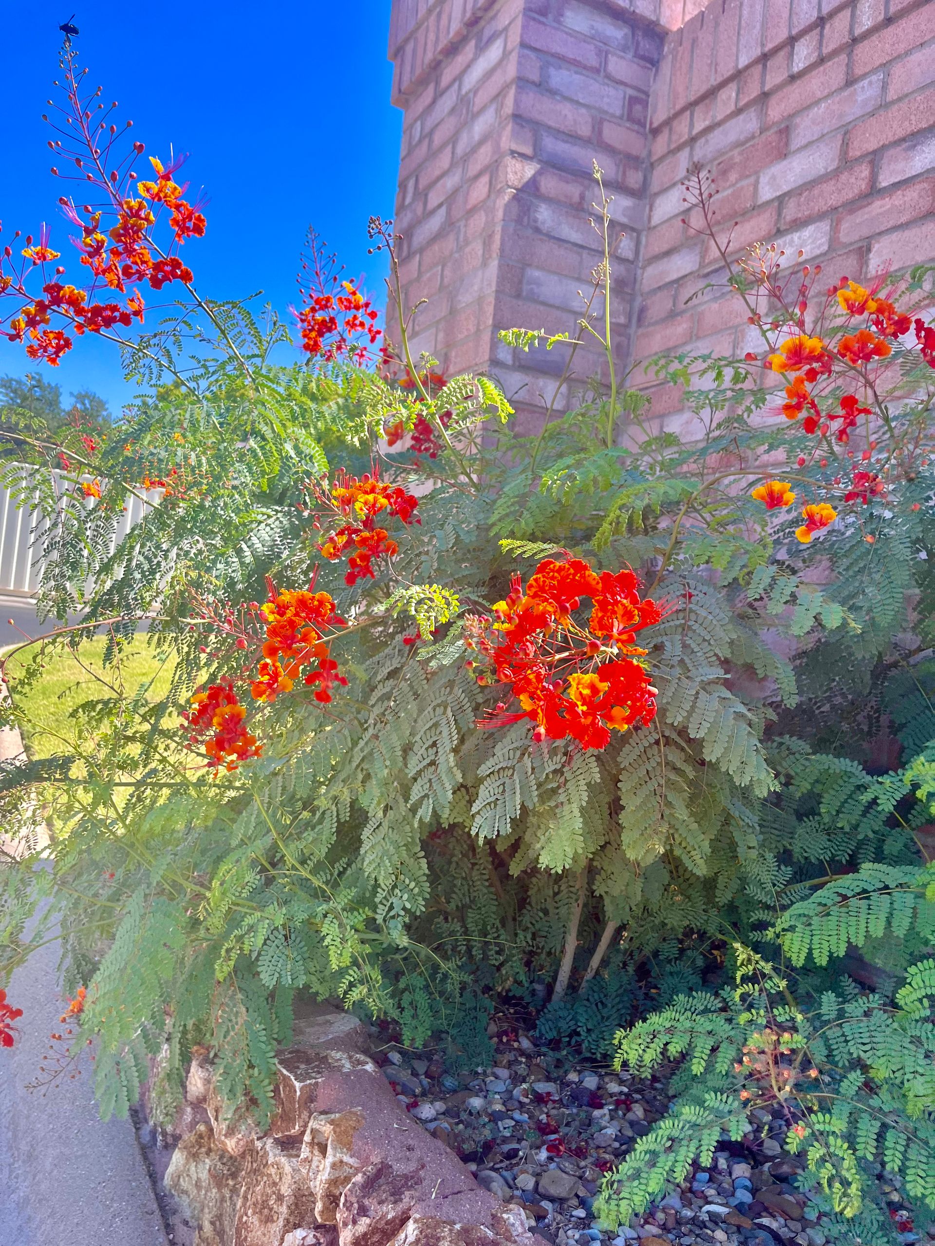 Red and orange flowers bloom on a green plant against a brick wall and a bright blue sky.