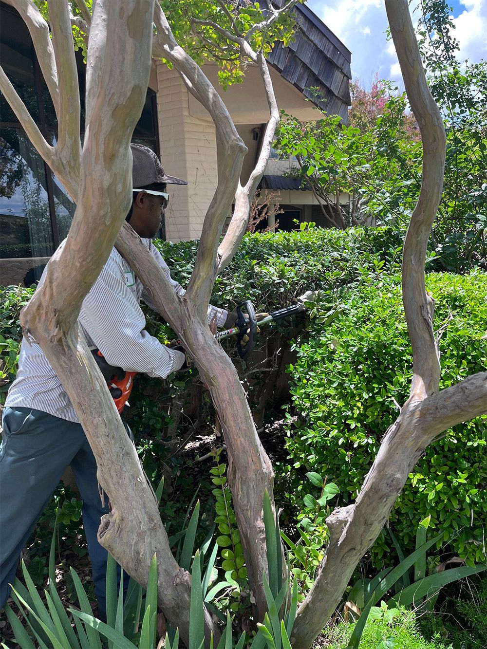 Man trimming bushes with a hedge trimmer near a building; green bushes and a light-colored tree trunk are in the foreground.