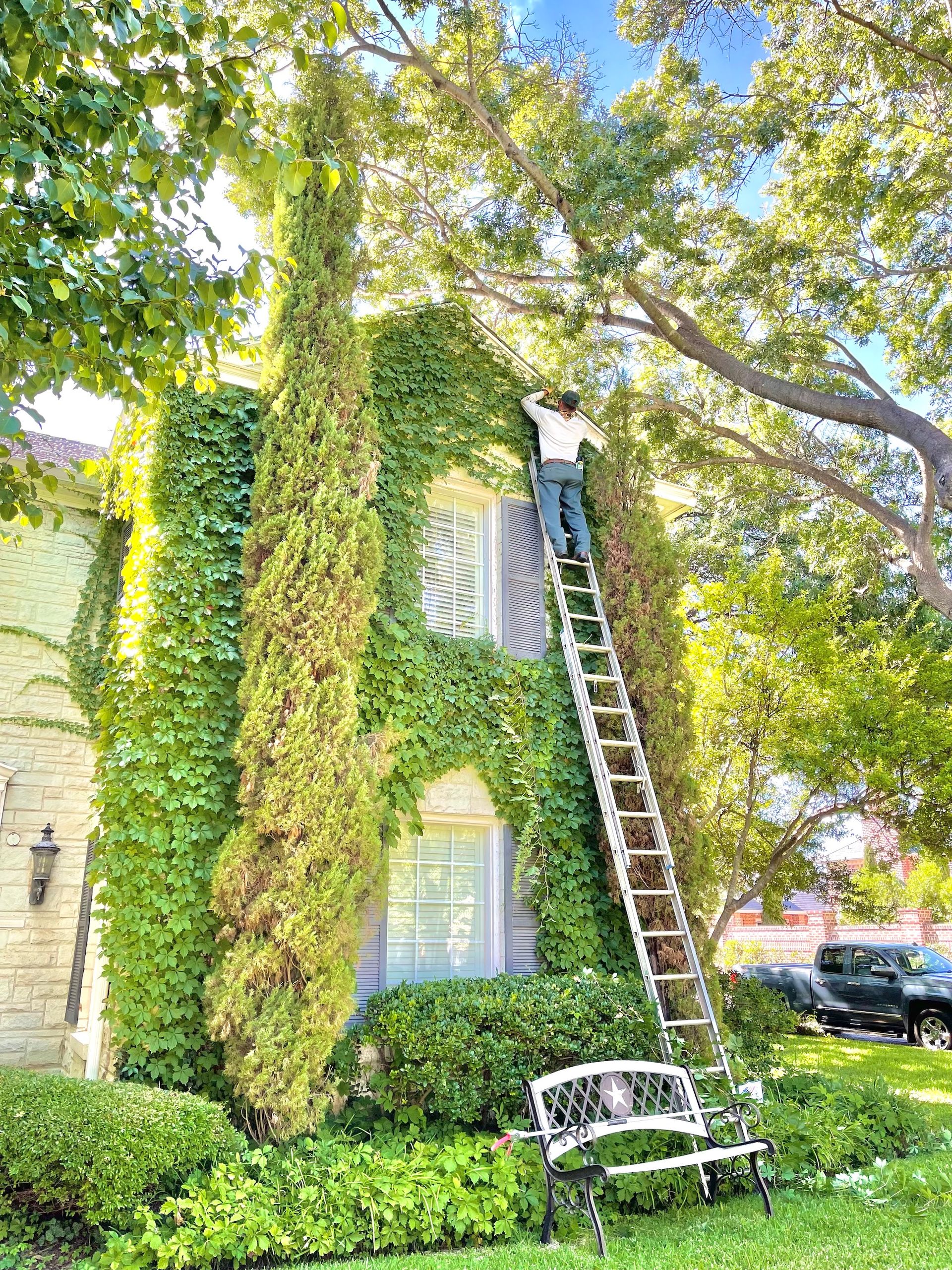 Man on ladder trimming ivy-covered building, sunny day. White bench and greenery in foreground.