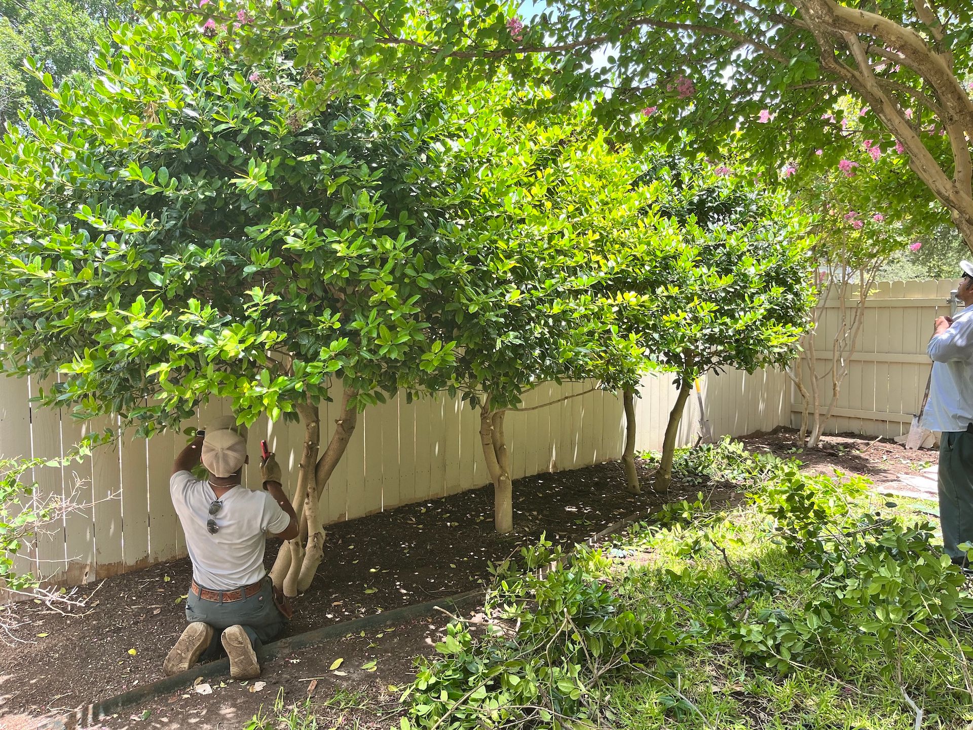 Man kneeling, trimming green bushes near a white fence. Another man stands nearby. Sunny outdoor setting.