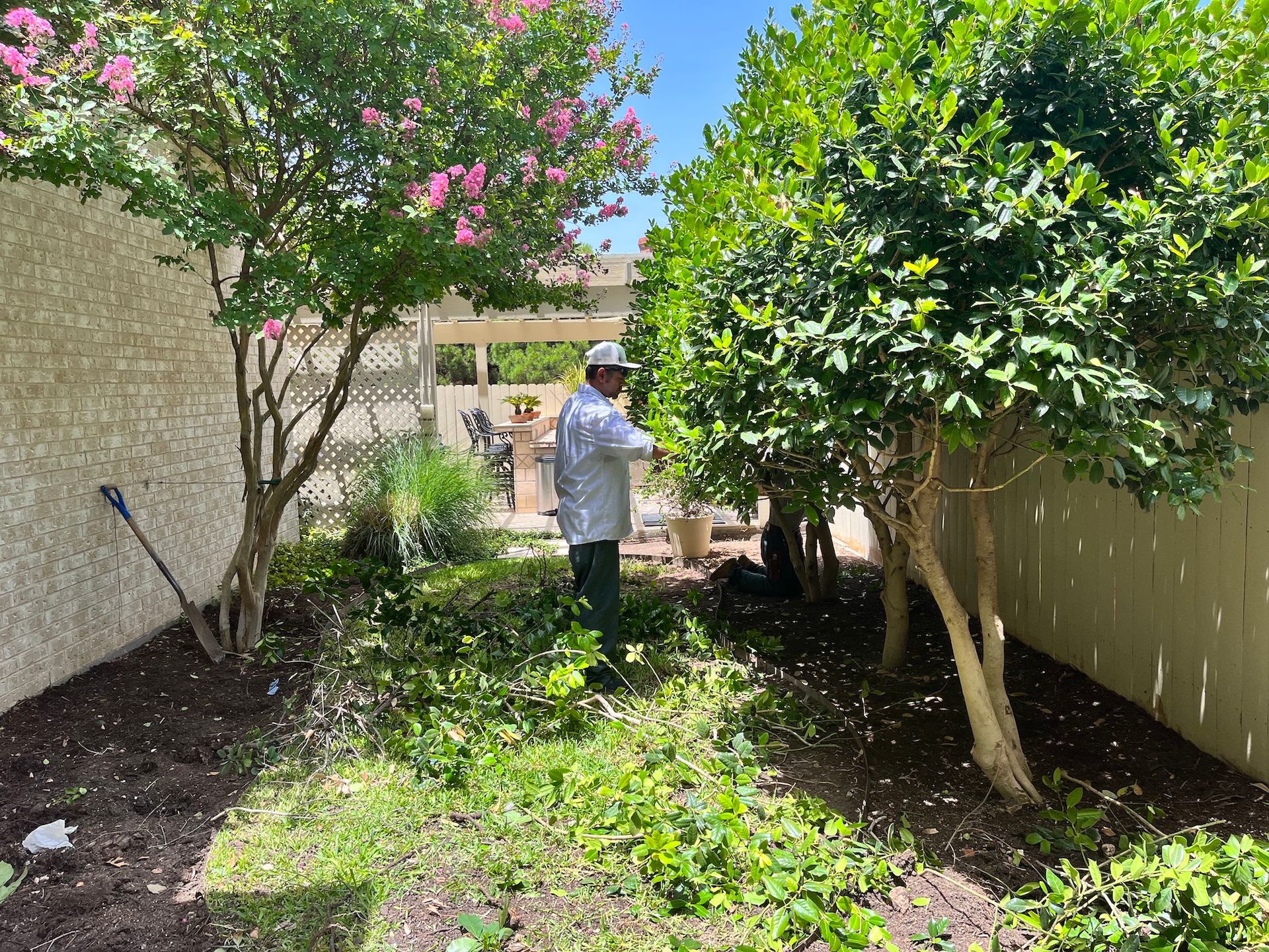 Man pruning bushes in a sunny garden, trees and flowers visible, between two walls.
