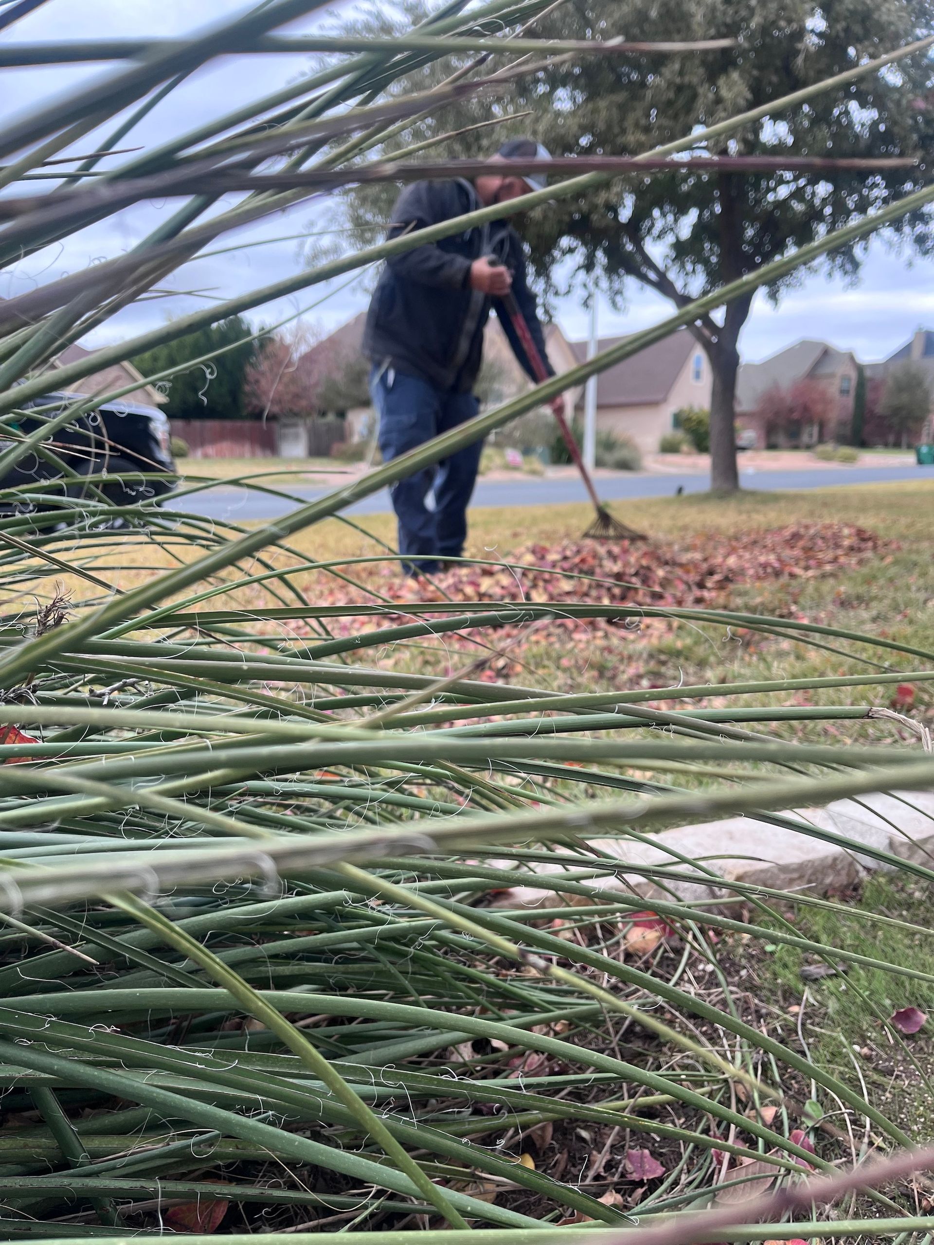 Man raking leaves on a lawn in front of houses, viewed through a foreground of green, thin plants.