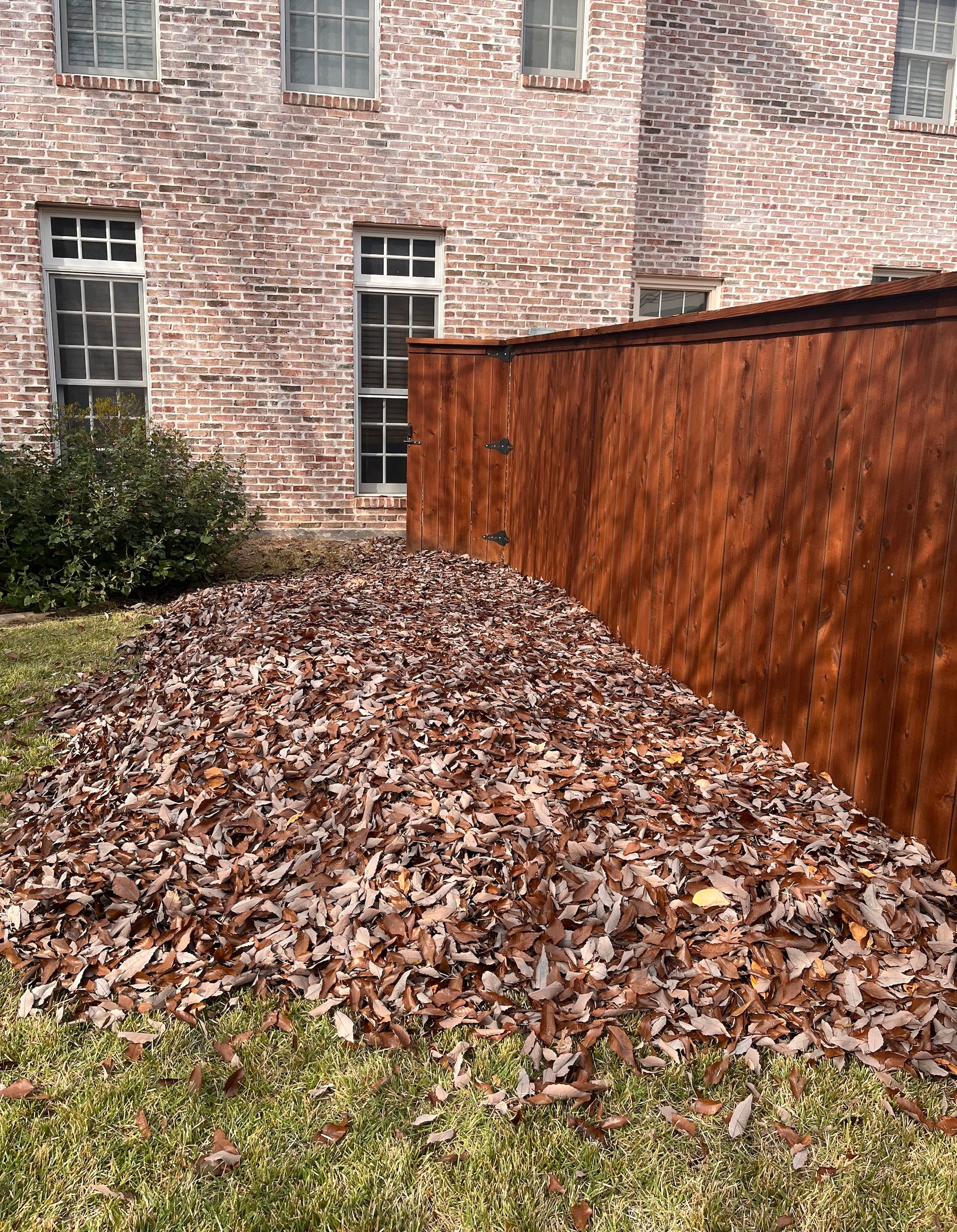Pile of dry leaves on grass next to a red-brown wooden fence and a brick building with windows.