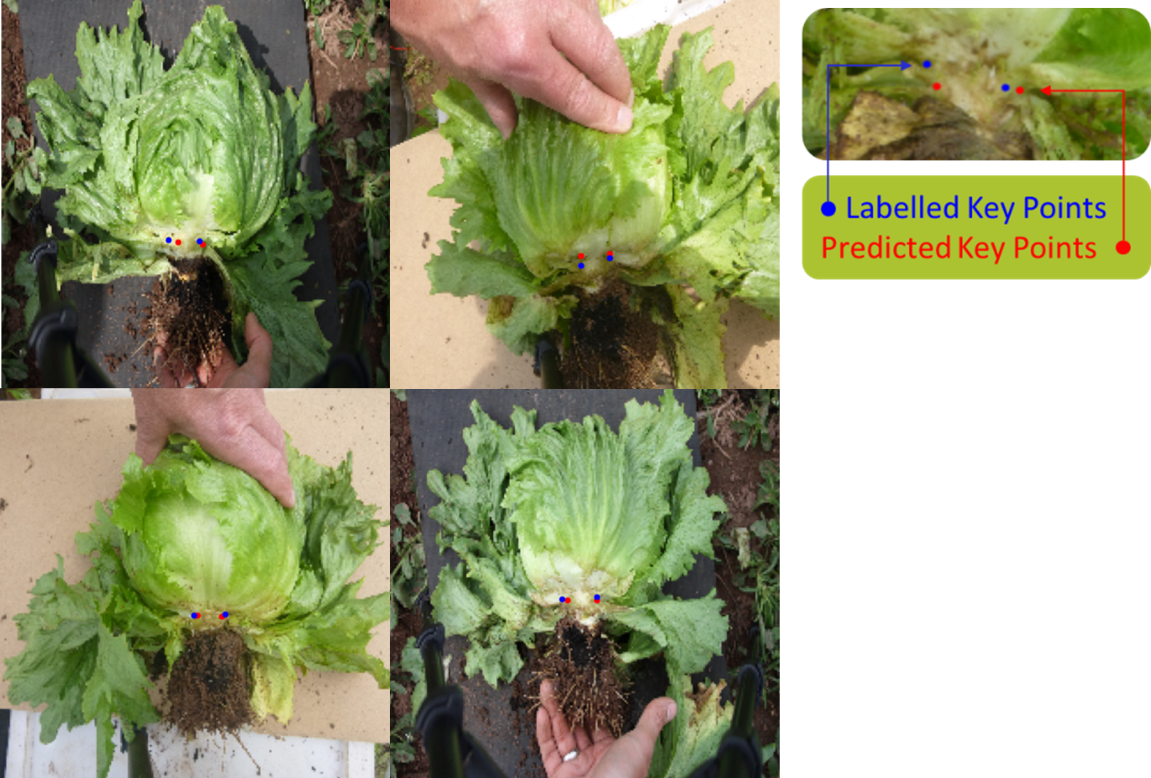 Imaging Plants
