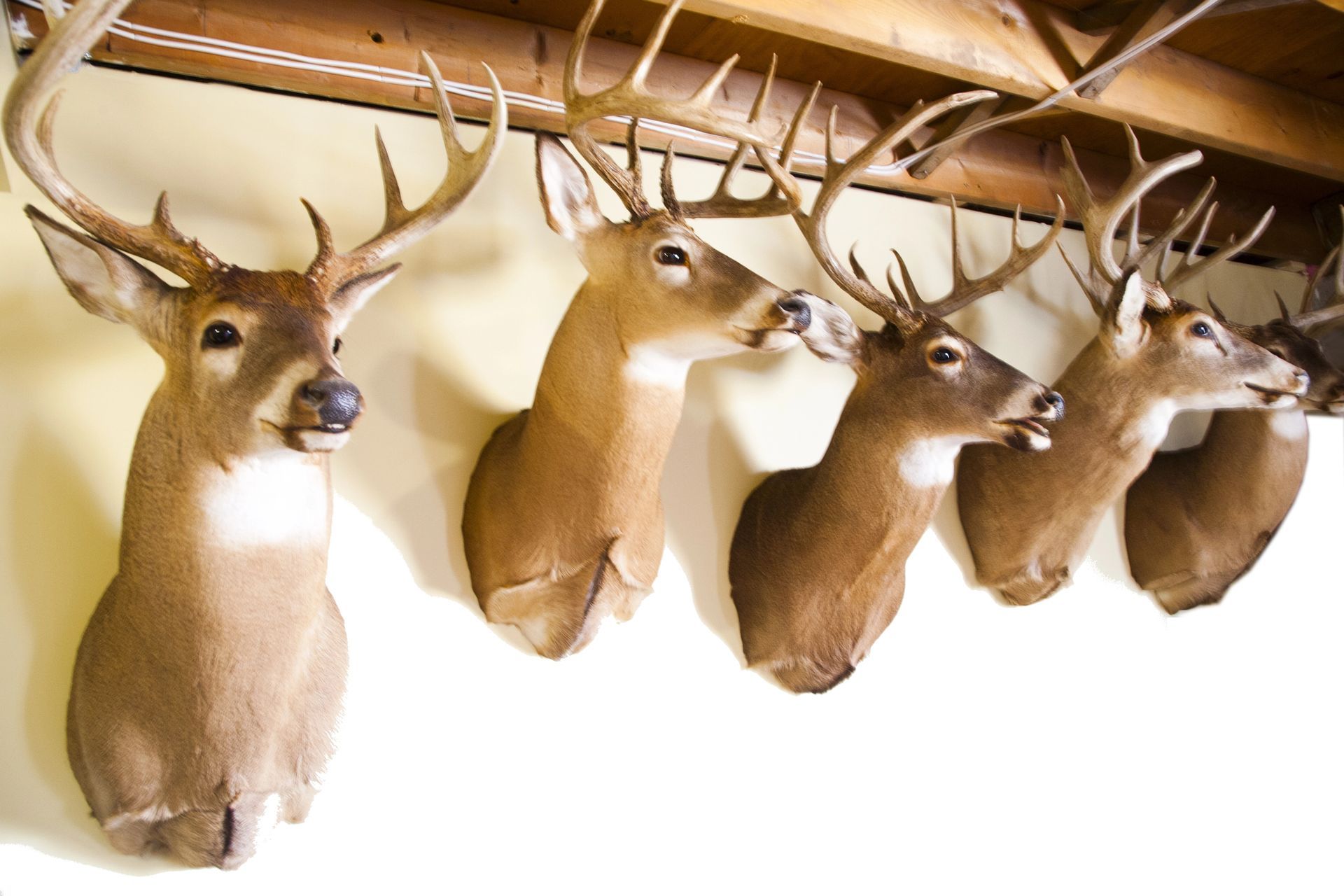 Animal Head Mounts in Cheboygan, MI Animal Head Mounts in Cheboygan, MI