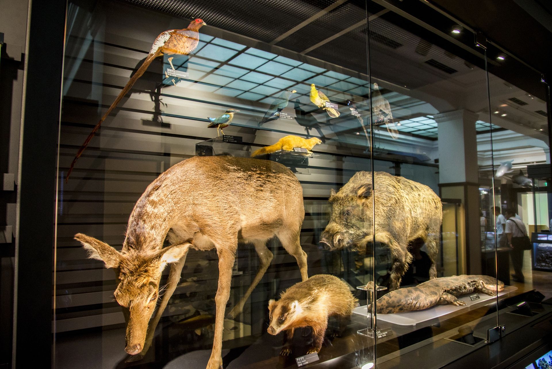 Taxidermy in Cheboygan, MI Taxidermy in Cheboygan, MI