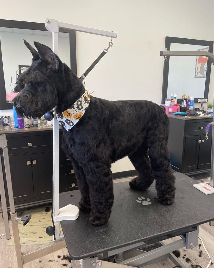 Black dog standing on a grooming table in a salon, wearing a patterned bandana.