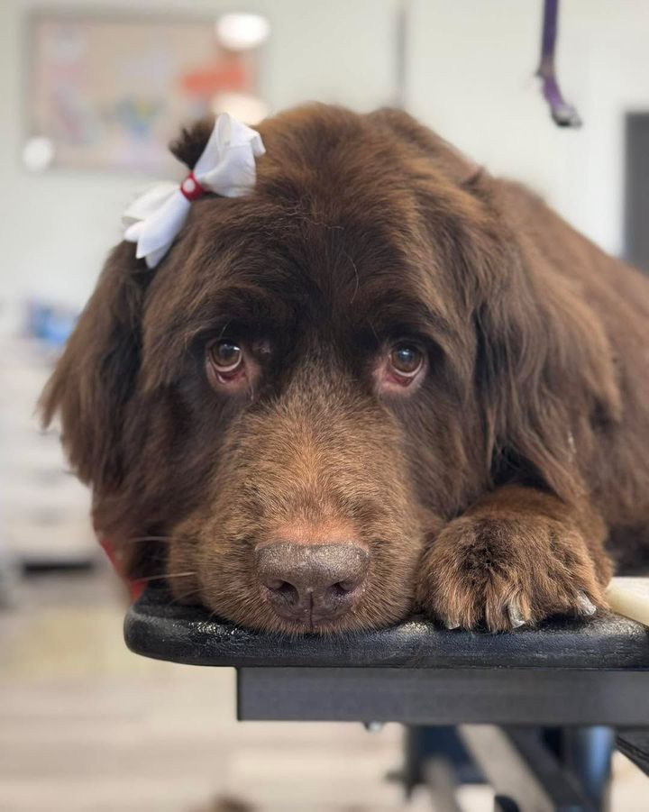 Brown dog with a white bow resting its head on a grooming table, looking sad