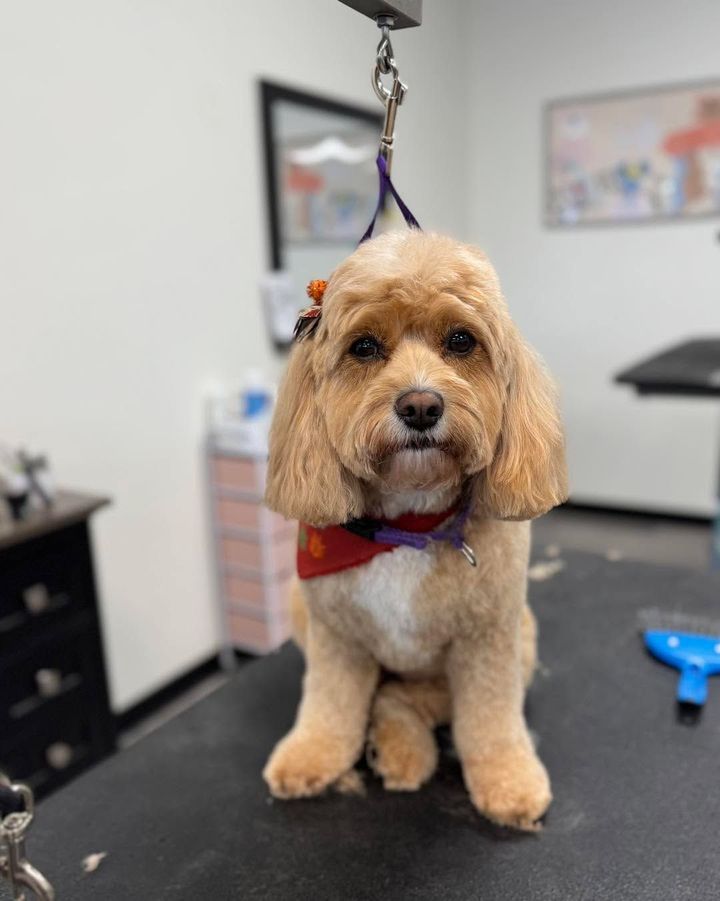 Small tan poodle in a red bandana standing on a grooming table in a salon