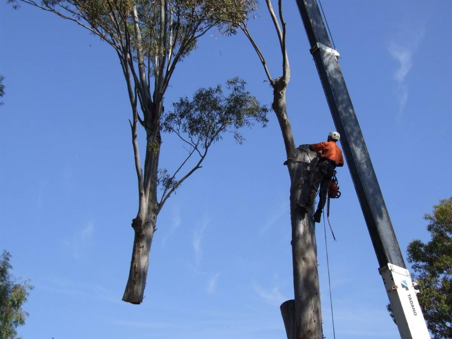 A Man Is Climbing a Tree with A Crane in The Background — True Blue Australian Tree Services in Sunshine, NSW