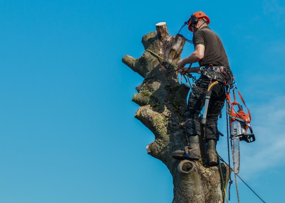 A Man Is Cutting Down a Tree with A Chainsaw — True Blue Australian Tree Services in Sunshine, NSW