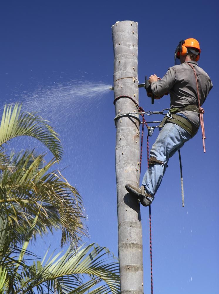 A Man Is Spraying Water on A Palm Tree — True Blue Australian Tree Services in Silverwater, NSW