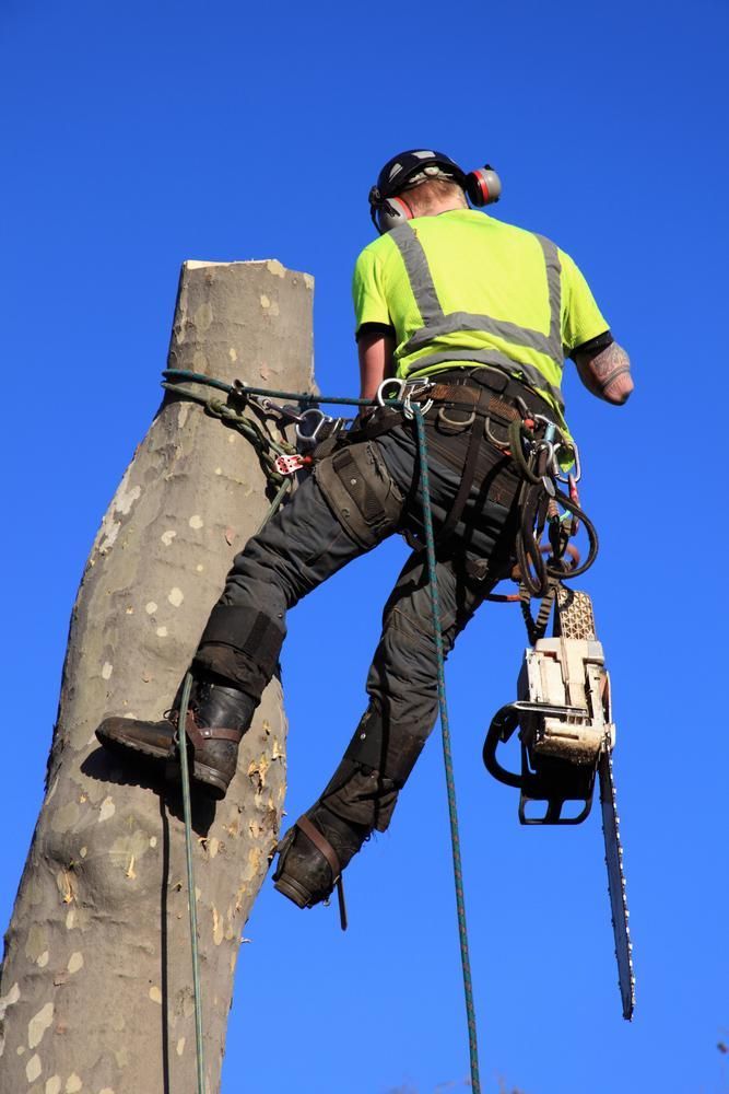 A Man Is Climbing a Tree with A Chainsaw — True Blue Australian Tree Services in Rathmines, NSW