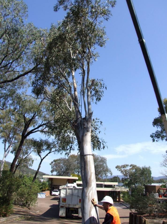 A Man in A Hard Hat Is Standing Next to A Tree — True Blue Australian Tree Services in Lake Macquarie, NSW