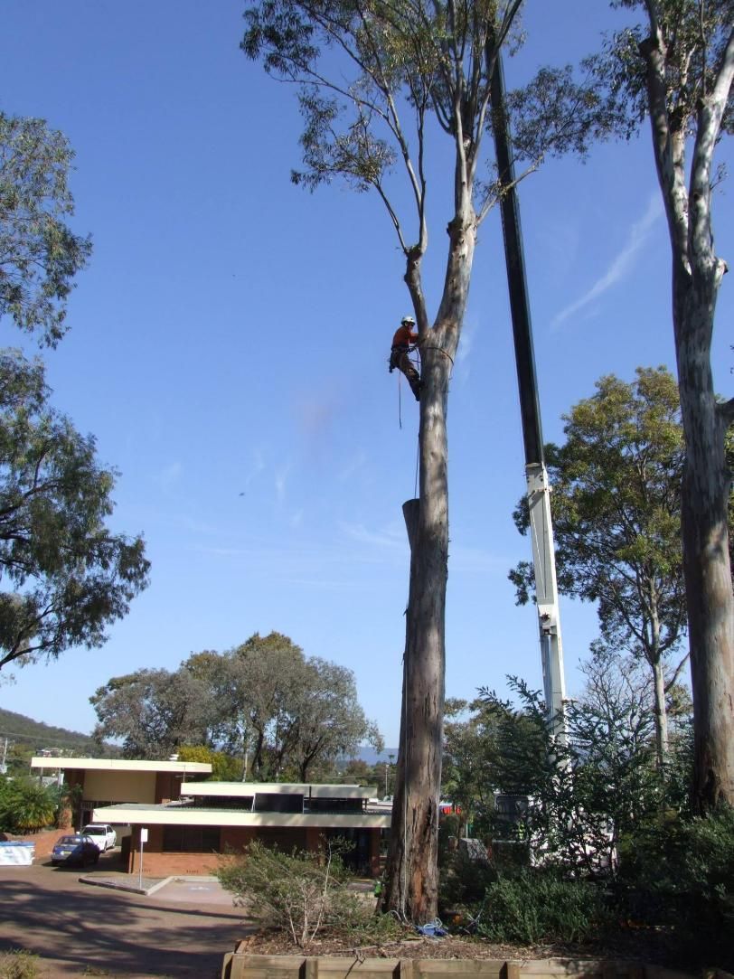 A Man Is Climbing a Tree in Front of A House — True Blue Australian Tree Services in Morisset, NSW