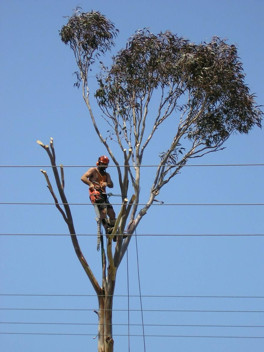 A Man Is Climbing a Tree with A Chainsaw — True Blue Australian Tree Services in Bonnells Bay, NSW