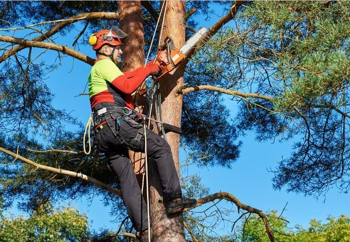 Tree trimmer in safety gear cutting branches high in a pine tree under a blue sky — True Blue Australian Tree Services in Morisset, NSW