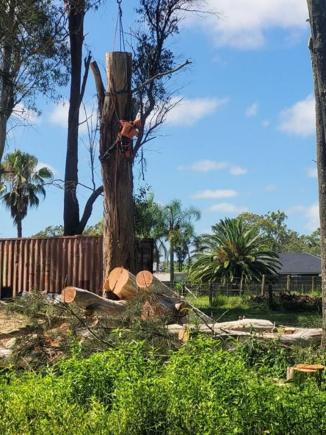 A Tree Stump Is Being Removed from A Tree in A Yard — True Blue Australian Tree Services in Toronto, NSW