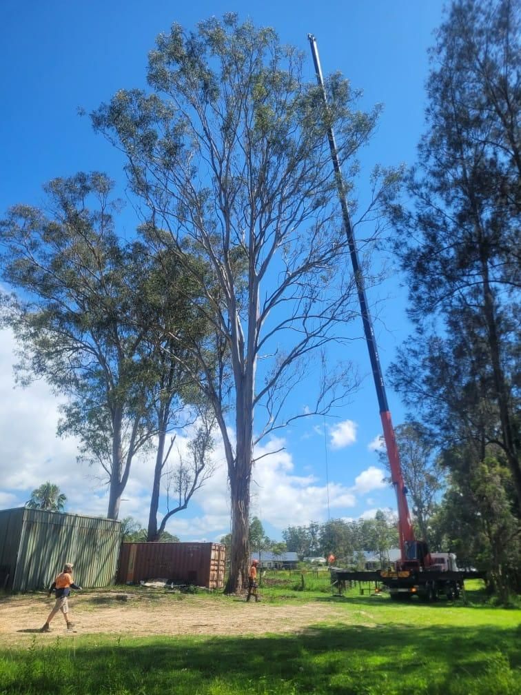 A Large Tree Is Being Cut Down by A Crane — True Blue Australian Tree Services in Blackalls Park, NSW