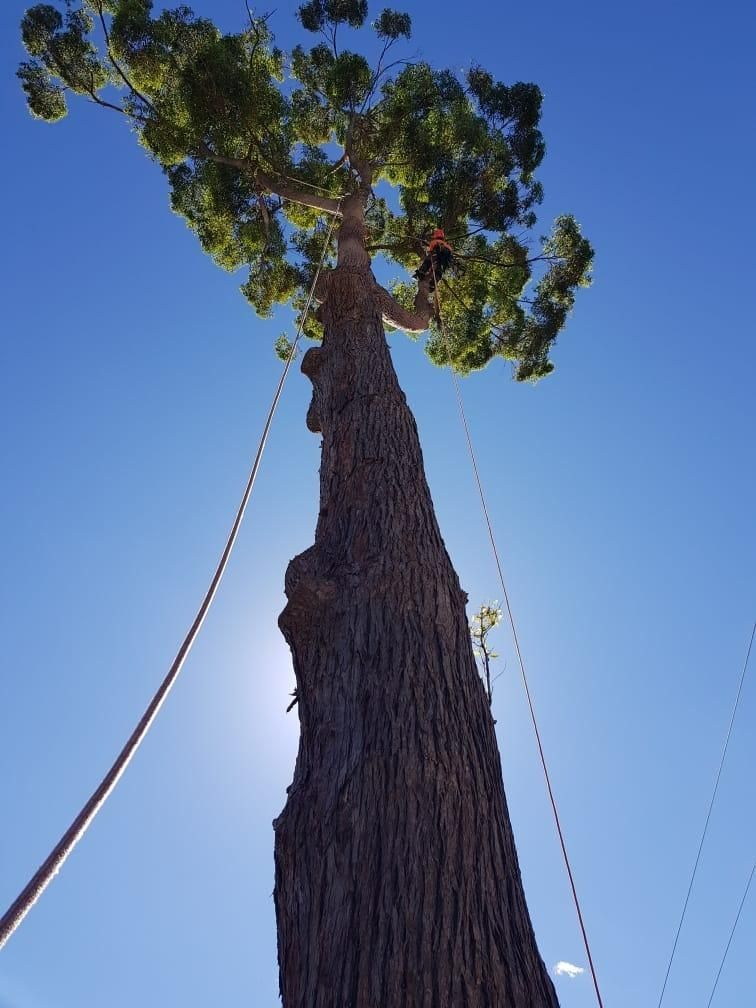 A Person Is Climbing a Tree with A Rope Attached to It — True Blue Australian Tree Services in Morisset, NSW