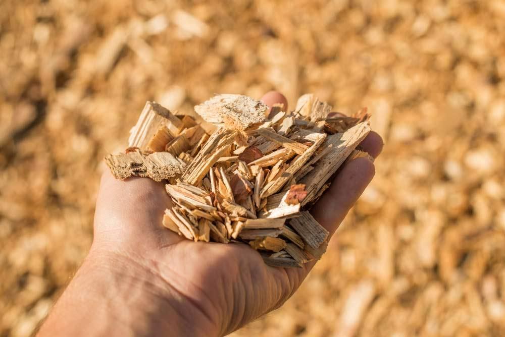 A Person Is Holding a Pile of Wood Chips in Their Hand — True Blue Australian Tree Services in Sunshine, NSW