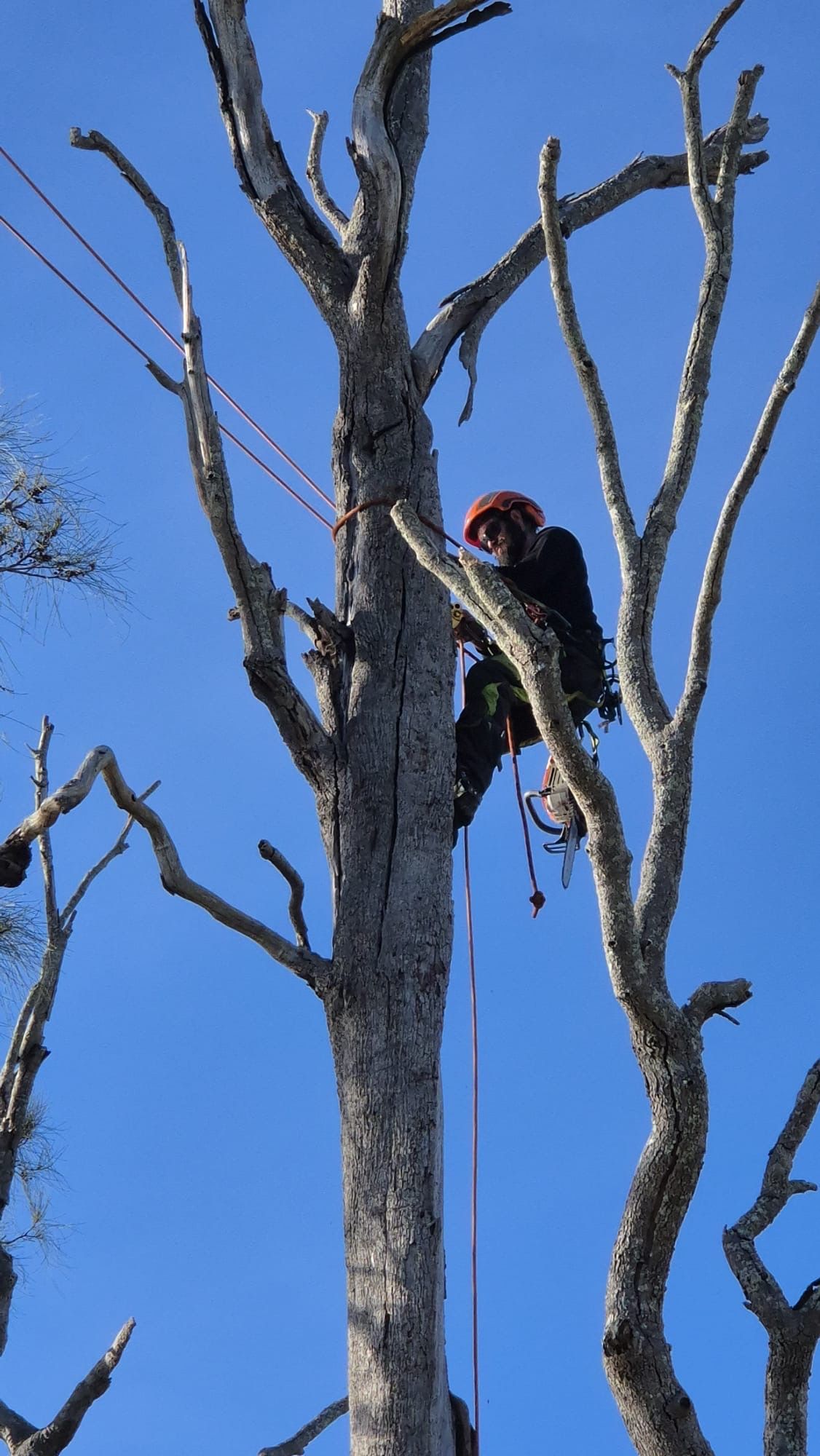 A Man Is Cutting Down a Tree with A Chainsaw — True Blue Australian Tree Services in Gorokan, NSW