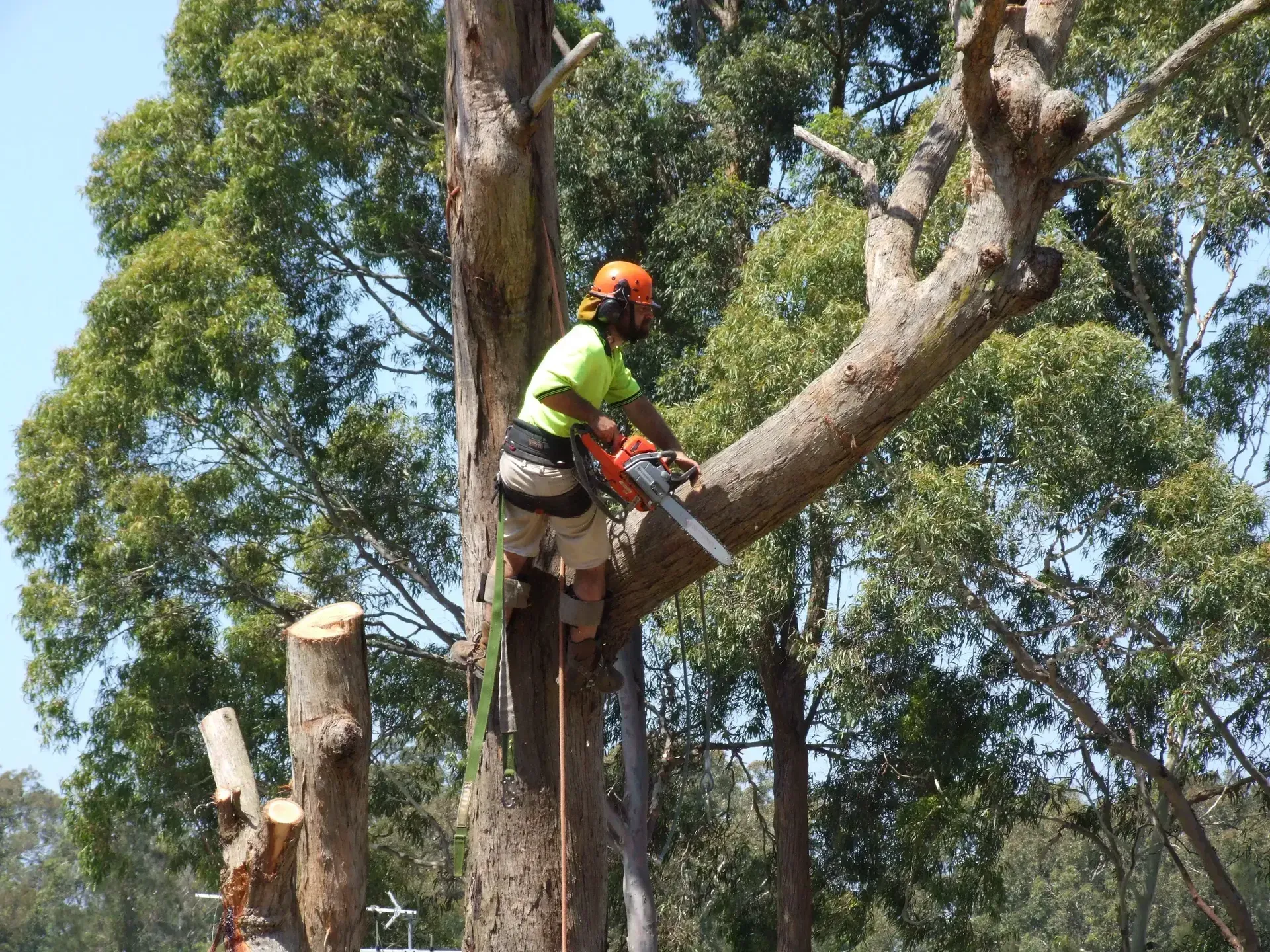 Arborist in orange helmet using a chainsaw to trim a large tree branch outdoors — True Blue Australian Tree Services in Morisset, NSW