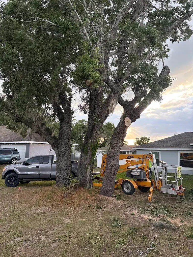A tree-trimming machine beside a large tree in a suburban yard at sunset, with trucks nearby.