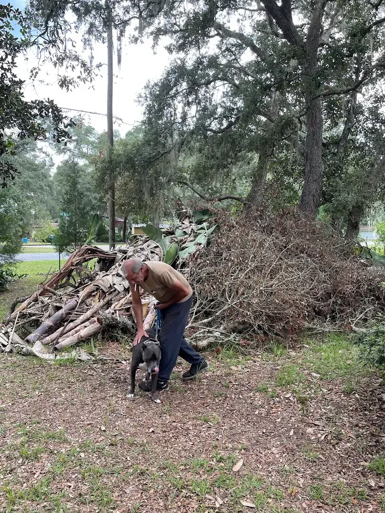 Person stacking branches beside a large pile of brush in a wooded park area