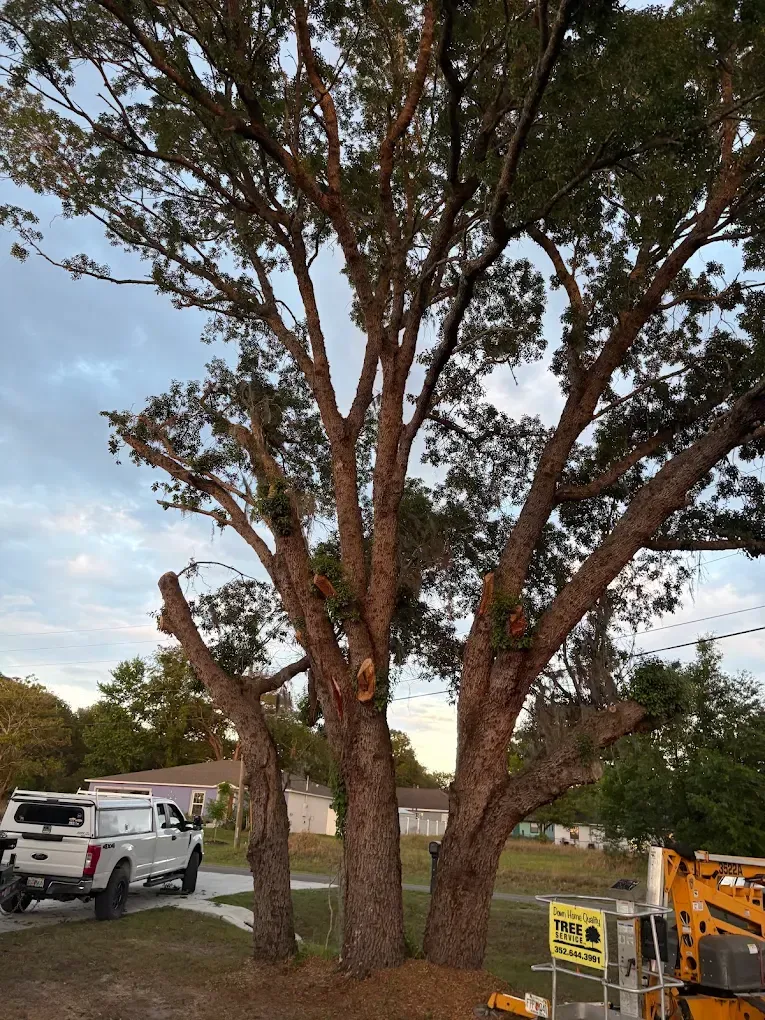 Large tree with a split trunk in a parking area, with a white truck on the left and construction equipment on the right.