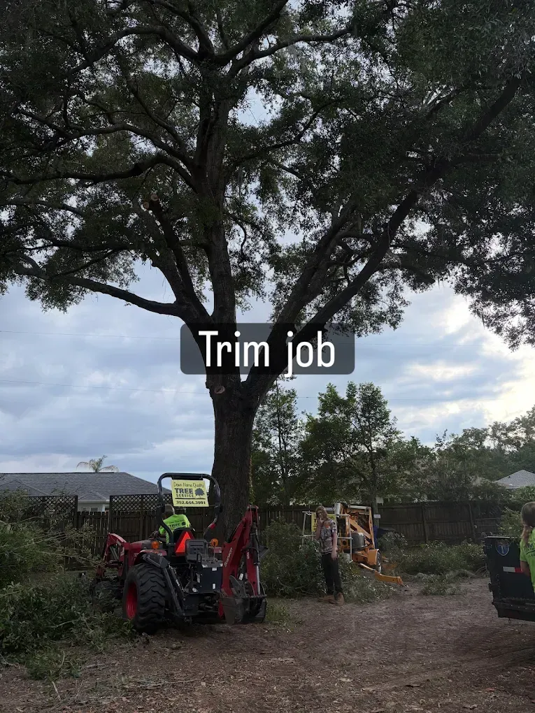 Worker operating a red tractor to trim a large tree in a yard under cloudy skies