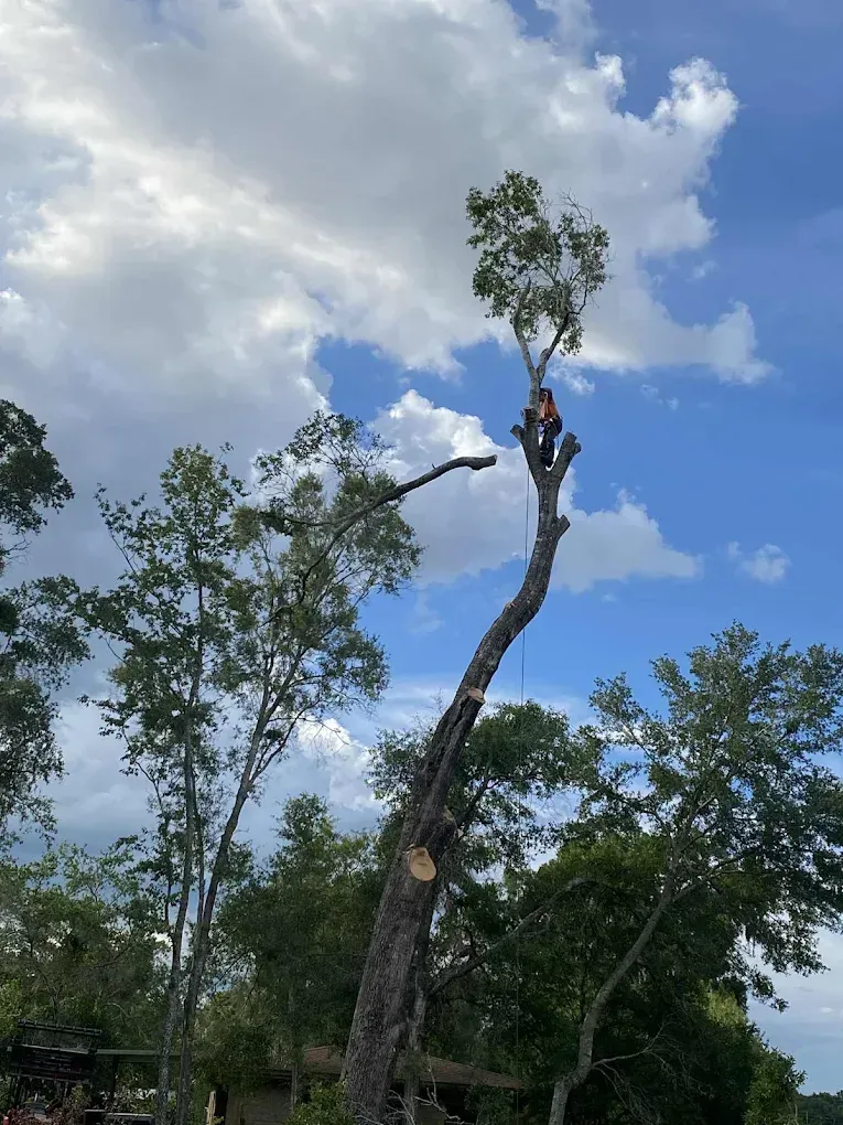 Tall, broken tree with sparse leaves against a blue sky with white clouds