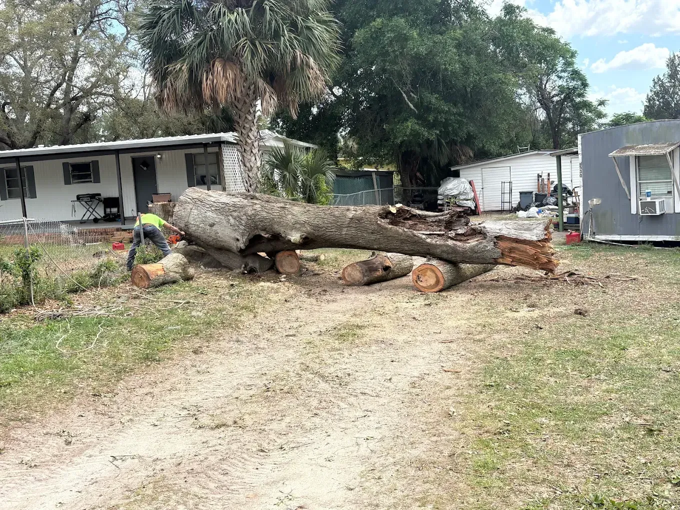 Large fallen tree blocking a dirt driveway beside a white house and gray shed in a yard