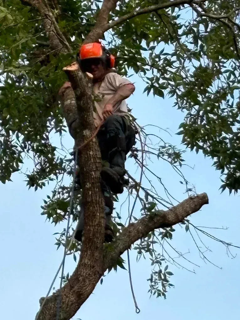 Arborist wearing an orange helmet climbs a tree with ropes and gear