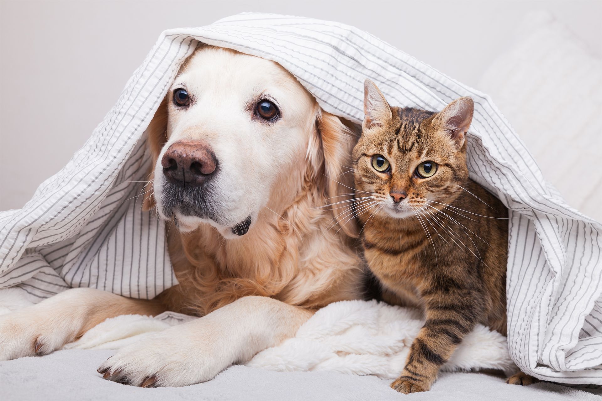 Sweet Cat and Dog
