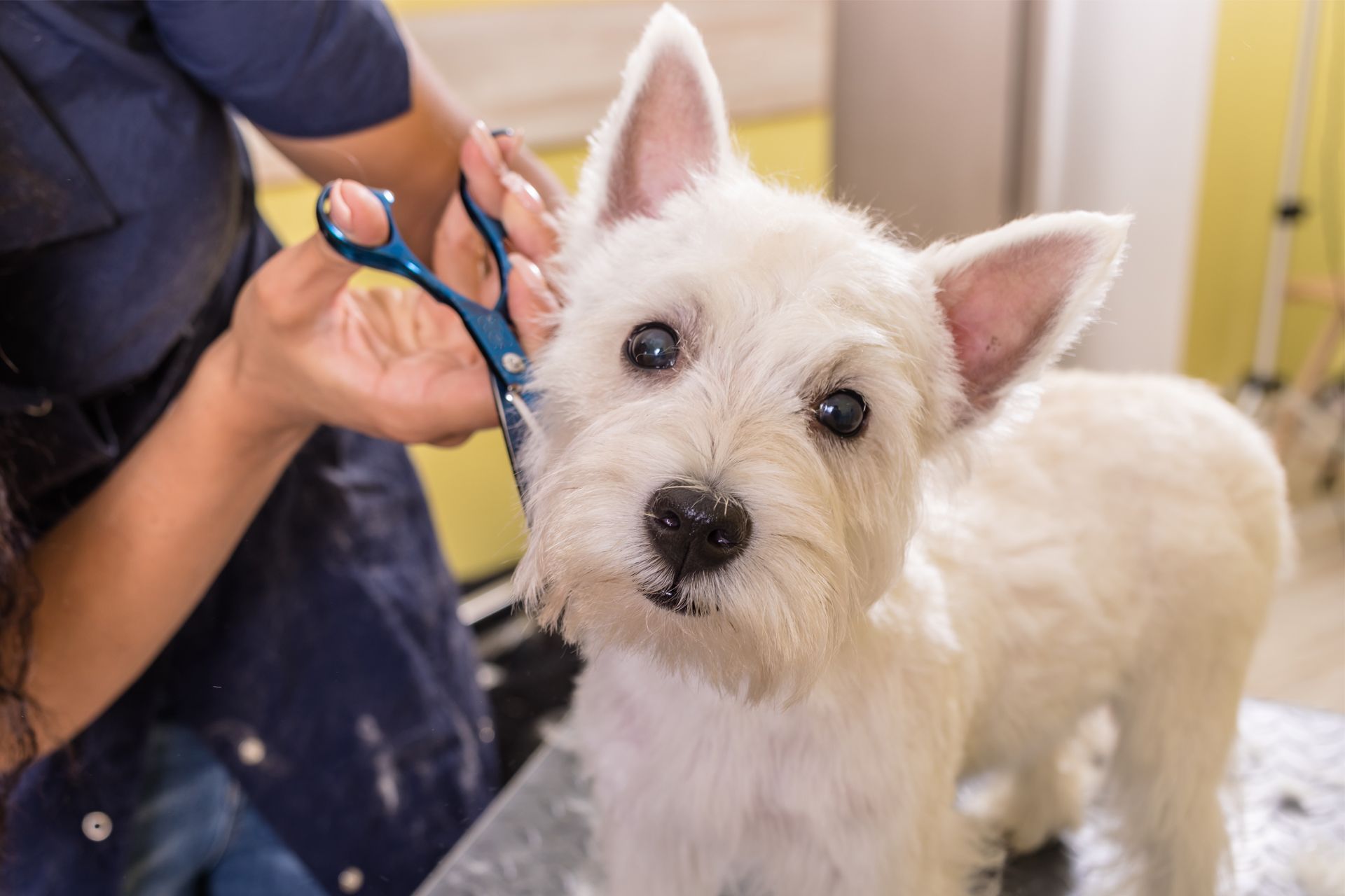 Dog Grooming
