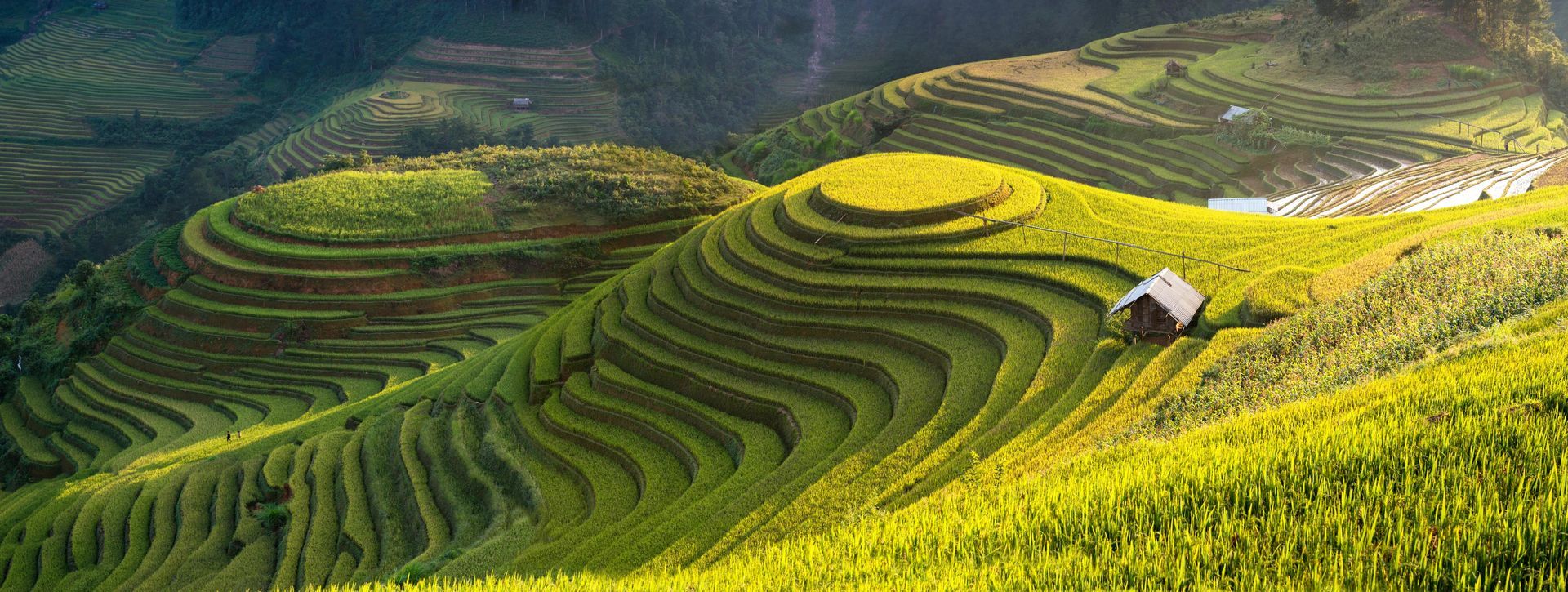 Panoramic view of rice terraces in Vietnam.