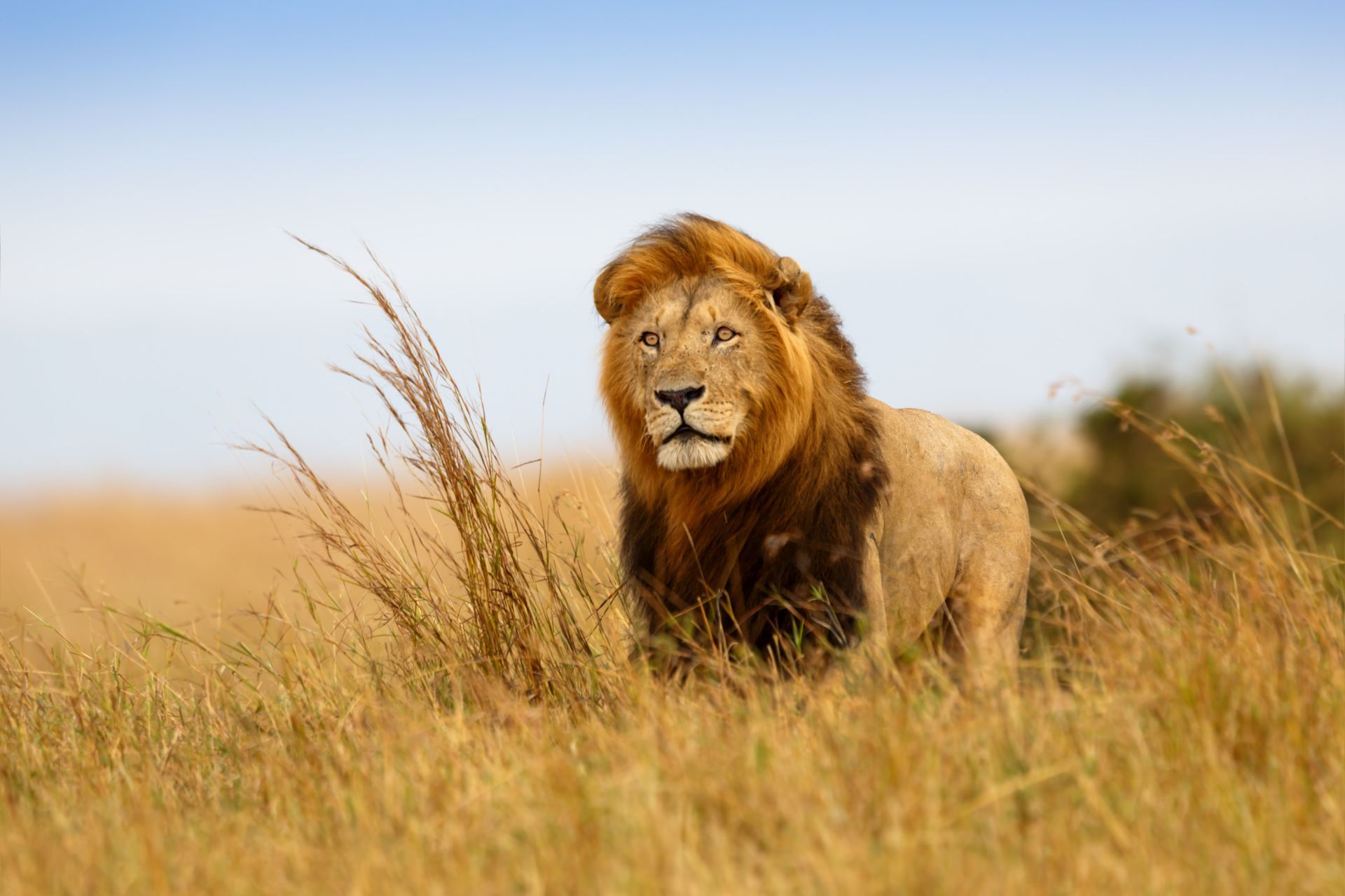 Tanzania Safari Tours