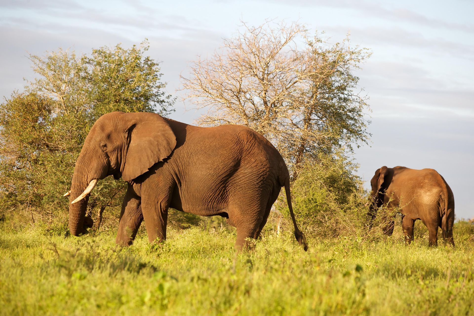 Two African Bush Elephants in South Africa.