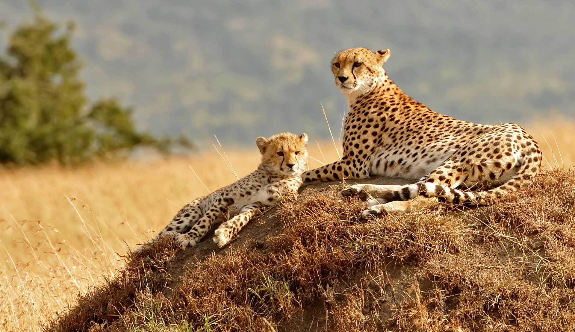 A Cheetah and a cub resting in the wild in South Africa.