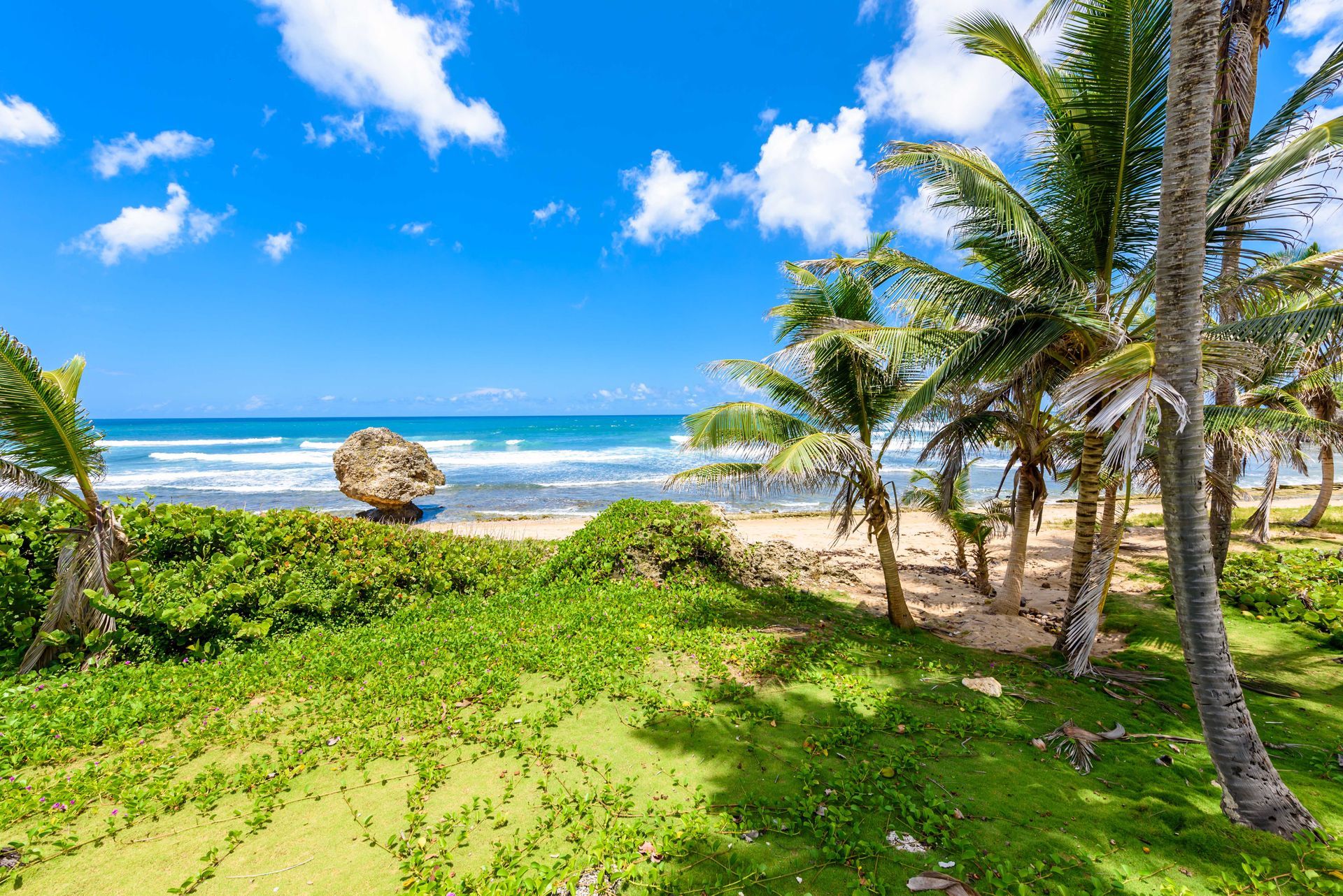 Barbados beach view with palm trees.