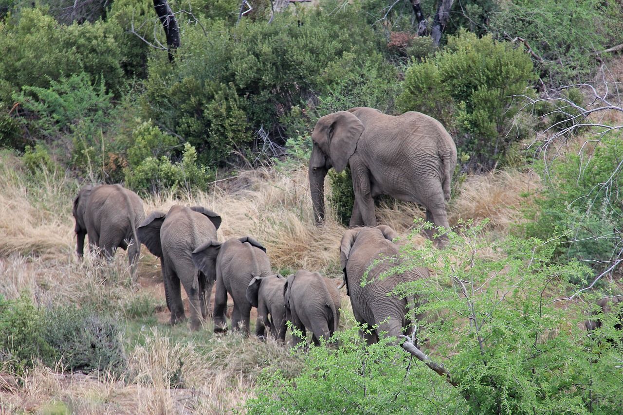 A herd of elephants in Pilanesberg National Park located in Johannesburg, South Africa.